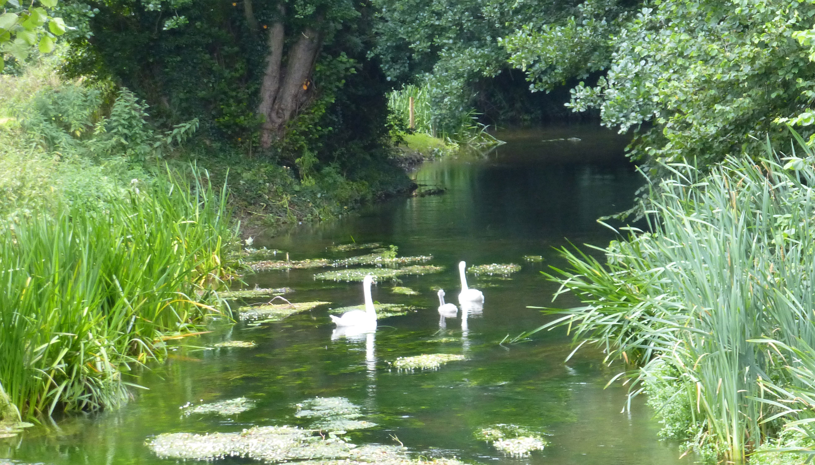 Swans on the Great Stour